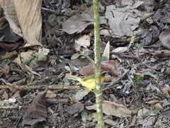 Basileuterus delattrii