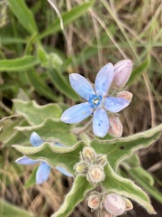 Oxypetalum coeruleum