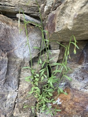 Wahlenbergia rupestris