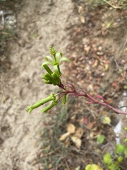 Passiflora viridiflora