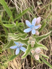 Oxypetalum coeruleum