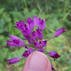 Allium peninsulare