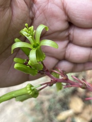 Passiflora viridiflora