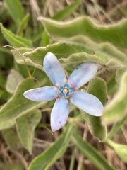 Oxypetalum coeruleum