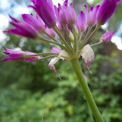 Allium peninsulare