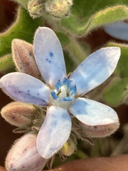 Oxypetalum coeruleum
