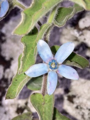 Oxypetalum coeruleum