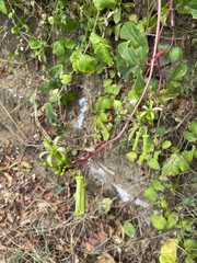 Passiflora viridiflora