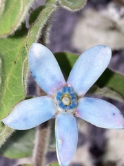 Oxypetalum coeruleum