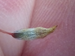 Pogonatum subulatum