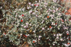 Gompholobium simplicifolium
