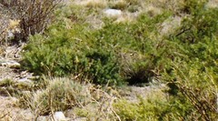 Adenocarpus hispanicus