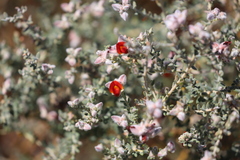 Gompholobium simplicifolium