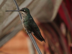 Heliomaster squamosus