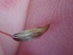 Pogonatum subulatum
