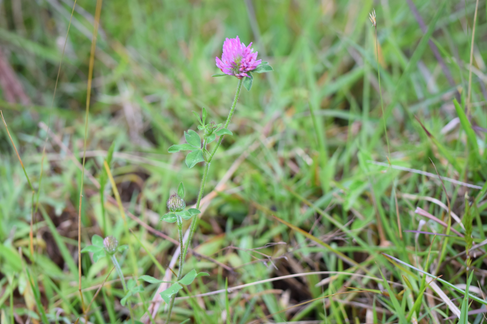 Trifolium pratense image