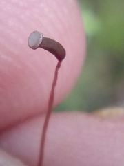 Pogonatum subulatum