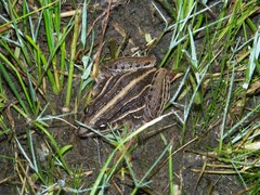 Leptodactylus gracilis