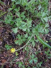 Ranunculus peduncularis