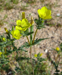 Mentzelia affinis