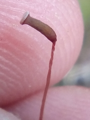 Pogonatum subulatum
