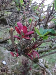 Puccinia magellanica