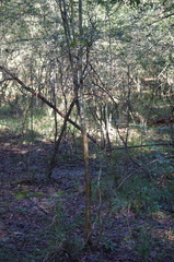 Crataegus spathulata