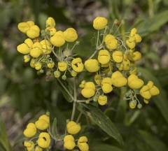 Calceolaria integrifolia