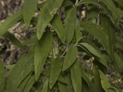 Calceolaria integrifolia