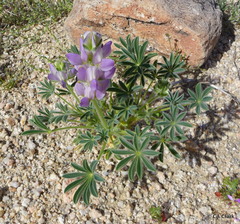 Lupinus shockleyi