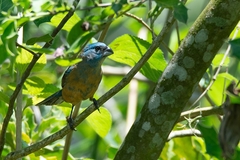 Cyanoloxia glaucocaerulea