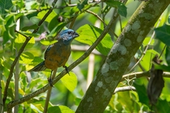 Cyanoloxia glaucocaerulea