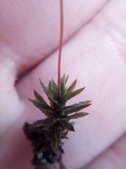 Pogonatum subulatum