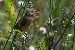Cyanoloxia glaucocaerulea