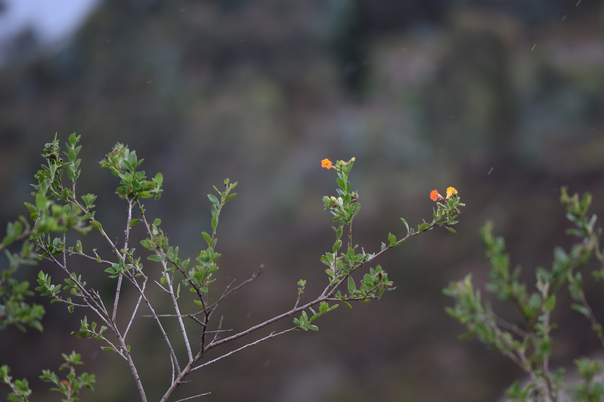 Streptosolen jamesonii image