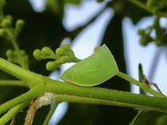 Phyllyphanta declivis