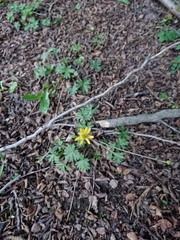 Ranunculus peduncularis