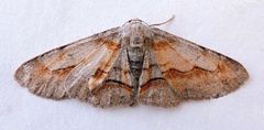 Stenoporpia macdunnoughi
