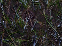 Leptodactylus gracilis