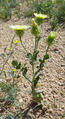 Malacothrix coulteri