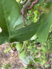 Passiflora viridiflora