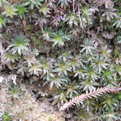 Pogonatum subulatum