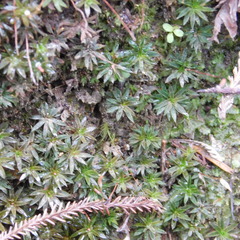 Pogonatum subulatum