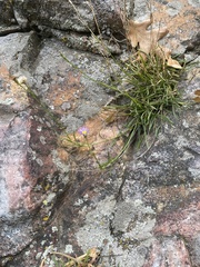 Erigeron arenarioides
