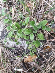 Myosotis lytteltonensis