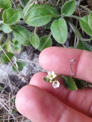 Myosotis lytteltonensis