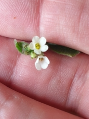Myosotis lytteltonensis