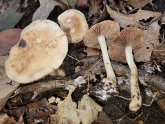 Hebeloma albidulum