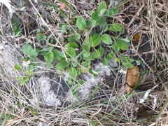 Myosotis lytteltonensis