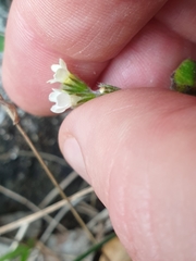 Myosotis lytteltonensis